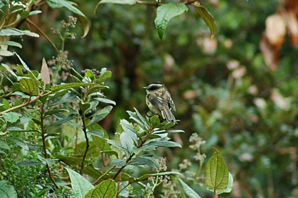 File:Agile Tit-Tyrant (Uromyias agilis) 2015-06-11 (3) (40327591021).jpg