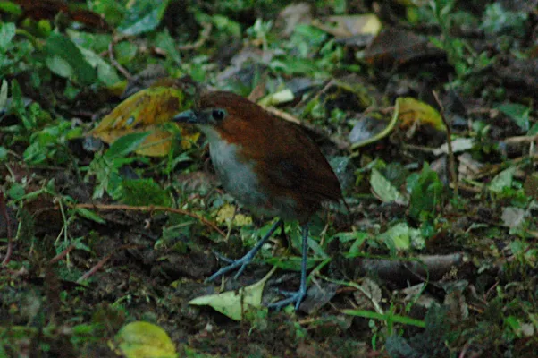 File:White-bellied Antpitta (Grallaria hypoleuca) 2015-06-12 (13) (39430504465).jpg