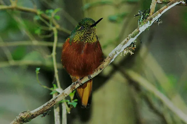 File:Chestnut-breasted Coronet (Boissonneaua matthewsii) 2015-06-11 (9) (25456229417).jpg