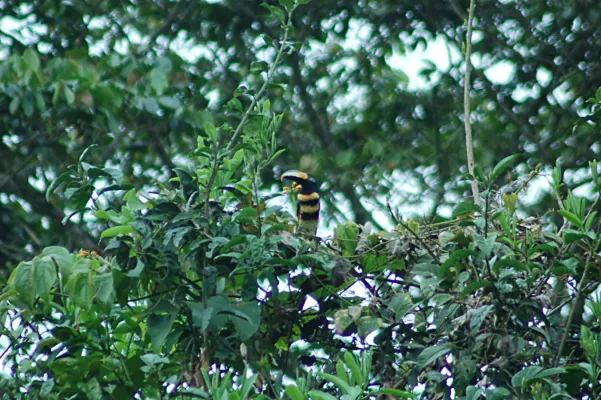 File:Many-banded Aracari (Pteroglossus pluricinctus) 2015-06-13 (2) (39617736914).jpg