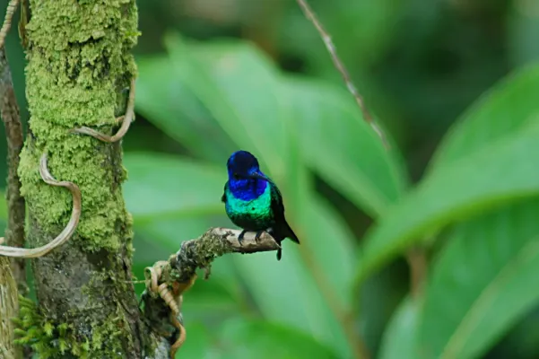 File:Golden-tailed Sapphire (Chrysuronia oenone) 2015-06-13 (3) (26457769068).jpg