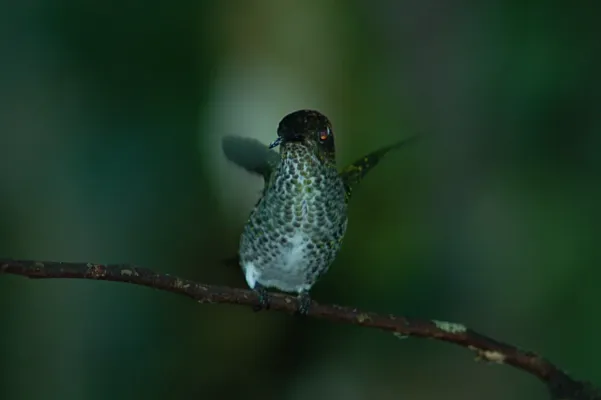 File:Many-spotted Hummingbird (Taphrospilus hypostictus) 2015-06-14 (1) (38519776470).jpg