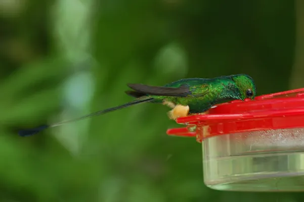 File:Peruvian Racket-tail (Ocreatus peruanus), Wildsumaco Lodge, Ecuador 2015-06-14 (3) (39617777574).jpg