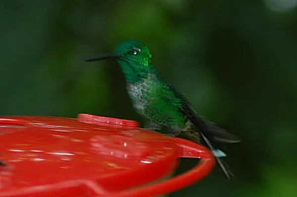 File:Rufous-vented Whitetip (Urosticte ruficrissa) 2015-06-14 (1) (40283892642).jpg