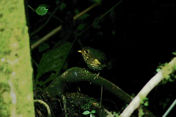 File:Ochre-breasted Antpitta (Grallaricula flavirostris) 2015-06-14 (7) (40329287971).jpg