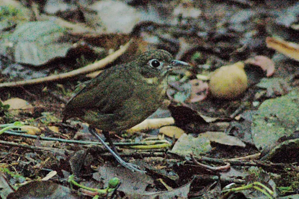 File:Plain-backed Antpitta (Grallaria haplonota) 2015-06-15 (3) (39431799635).jpg