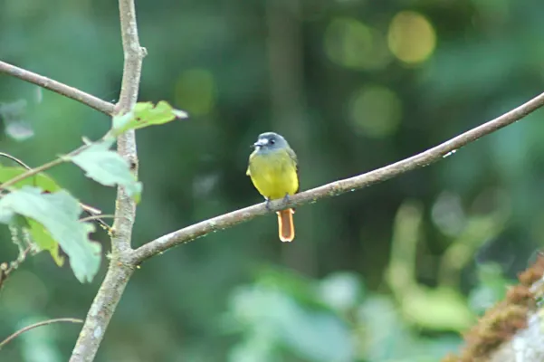 File:Ornate Flycatcher (Myiotriccus ornatus) 2015-06-15 (1) (40329329061).jpg