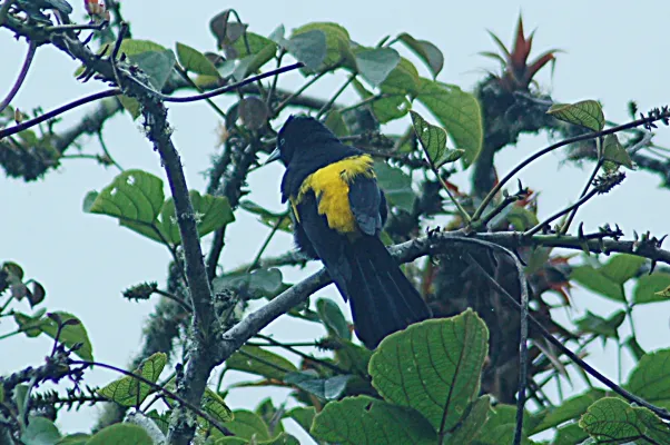 File:Mountain Cacique (Golden-shouldered) (Cacicus chrysonotus) 2015-06-16 (3) (40284295692).jpg