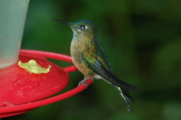 File:Long-tailed Sylph (Aglaiocercus kingii) 2015-06-16 (3) (38520304870).jpg