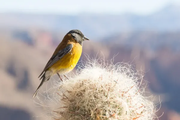 File:Phrygilus punensis near Tupiza, Bolivia4.jpg
