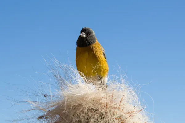 File:Phrygilus punensis near Tupiza, Bolivia.jpg