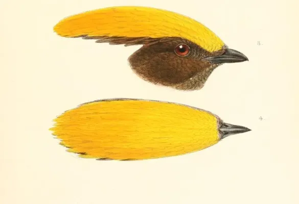 File:Amblyornisflavifrons.jpg