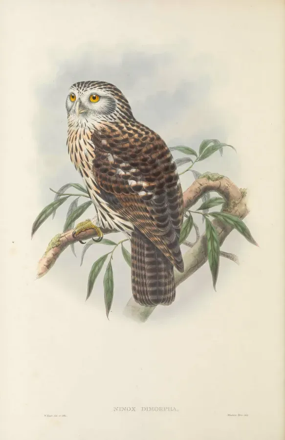 File:Uroglaux dimorpha.jpg
