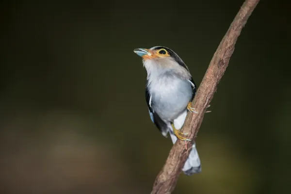 File:Serilophus lunatus, Silver-breasted broadbill - Kaeng Krachan National Park (27912744822).jpg