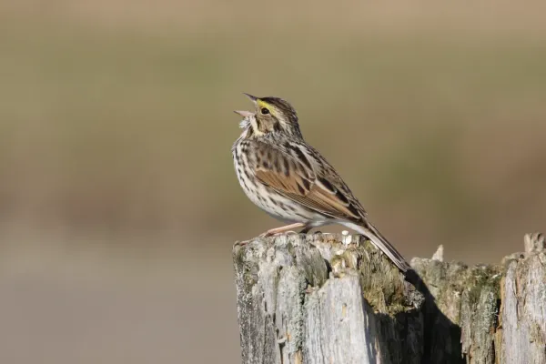 File:Passerculus sandwichensis CT2.jpg