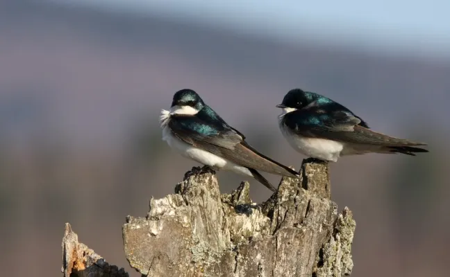 File:Tachycineta bicolor CT.jpg