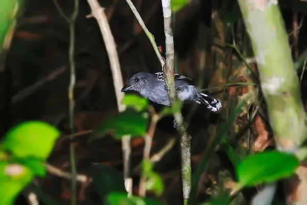 File:Choca-de-sooretama Macho (Thamnophilus ambiguus) - Sooretama Slaty-Antshrike male.jpg