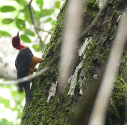 File:Red-necked Woodpecker (Campephilus rubricollis) male (39685195065).jpg