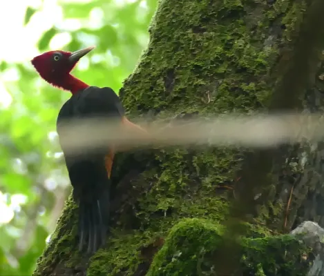 File:Red-necked Woodpecker (Campephilus rubricollis) (40579579051).jpg