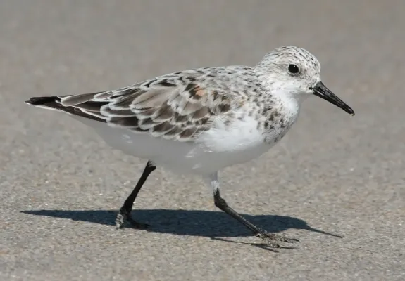 File:Calidris alba running 6.jpg