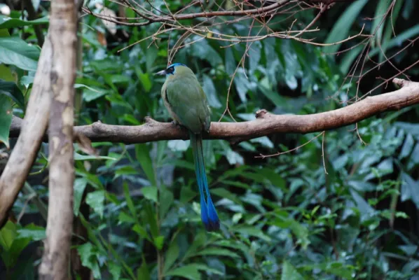 File:Momotus momota -Woodland Park Zoo-8a.jpg
