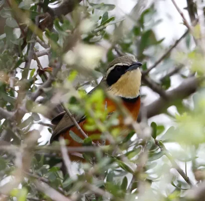 File:Melanopareia maximiliani - Olive-crowned crescentchest.jpg