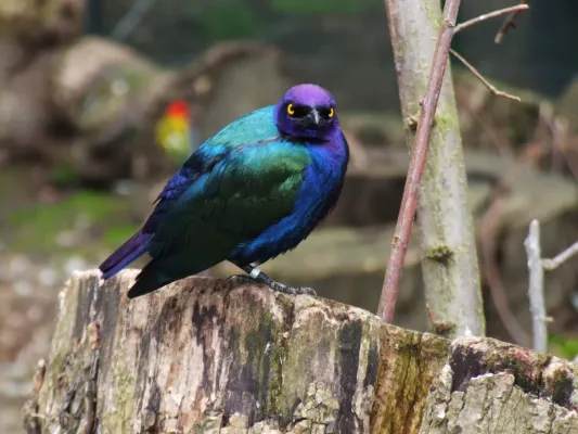 File:Lamprotornis purpureus -Kasteelpark -Netherlands-8a.jpg