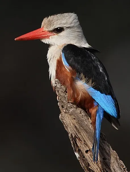 File:Flickr - Rainbirder - Grey-headed Kingfisher (Halcyon leucocephala), crop.jpg