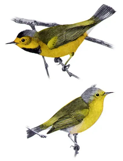 File:Vermivora bachmaniiMFEMP04CB.jpg