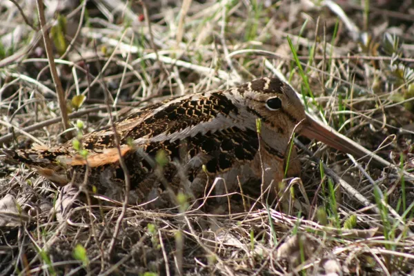 File:American Woodcock Scolopax minor.jpg