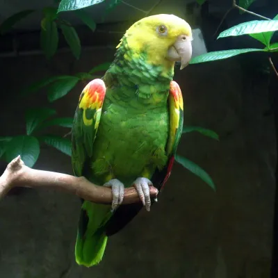 File:Amazona oratrix -Vancouver Aquarium-8a-4c.jpg