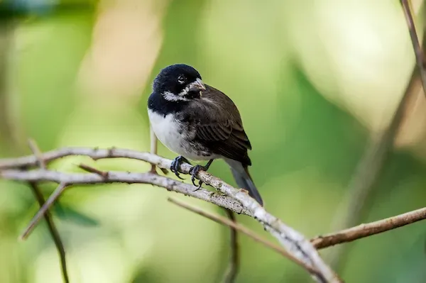 File:Coleirinho (Sporophila caerulescens) - Double-collared Seedeater.jpg