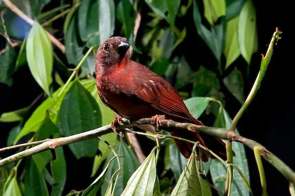 File:Tiê-do-mato-grosso (Habia rubica) - Red-crowned Ant-Tanager.jpg