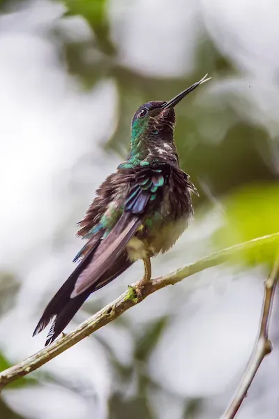 File:Beija-flor-de-fronte-violeta (Thalurania glaucopis) - Violet-capped Woodnymph.jpg