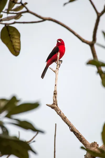 File:Tiê-sangue (Ramphocelus bresilius) - Brazilian Tanager.jpg