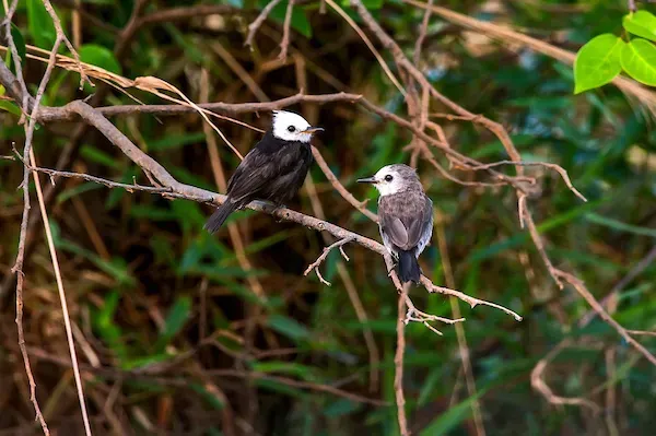 File:Freirinha (Arundinicola leucocephala) - White-headed Marsh Tyrant.jpg