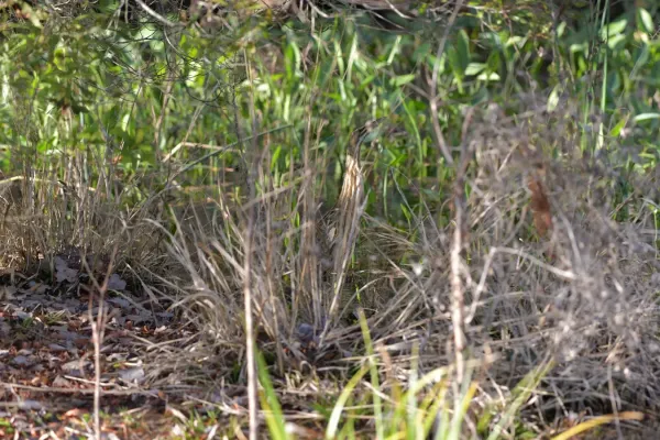 File:American bittern (Botaurus lentiginosus) hiding in tall grass.jpg
