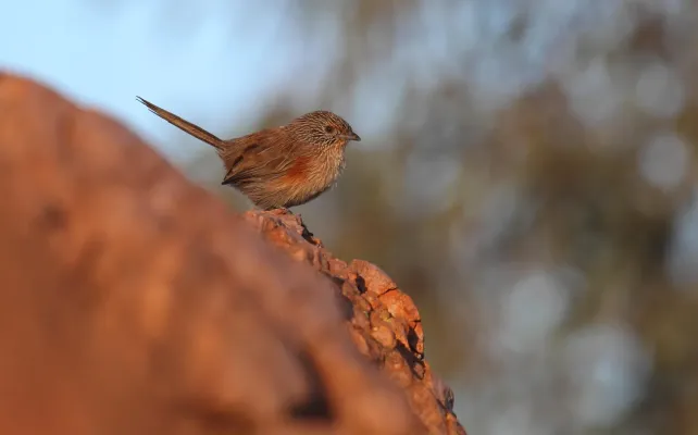 File:Amytornis purnelli, female, Alice Springs.jpg