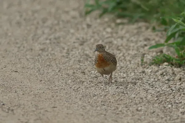 File:Small Buttonquail (Turnix sylvaticus).jpg