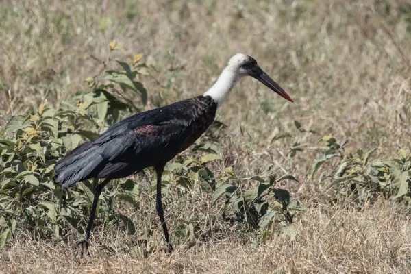 File:African Woolly-necked Stork (Ciconia microscelis), Serengeti (27561308654).jpg