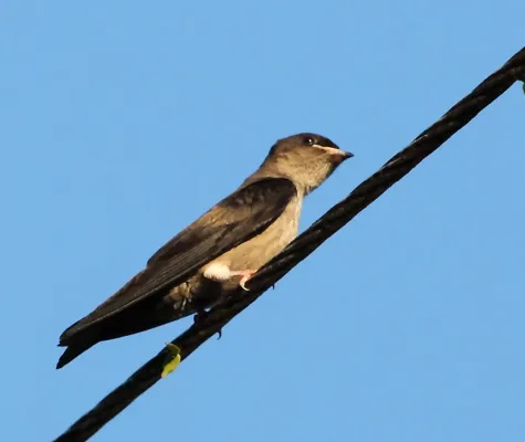 File:Atticora (Neochelidon) tibialis - White-thighed Swallow.jpg