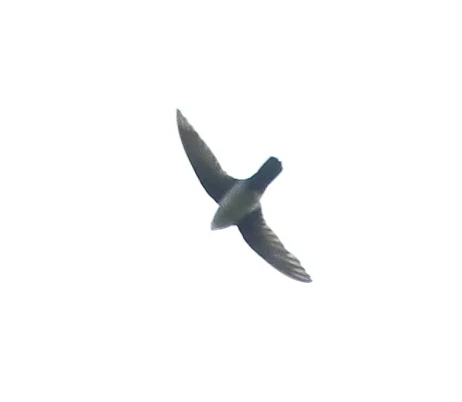 File:Chaetura cinereiventris - Grey-rumped Swift.jpg