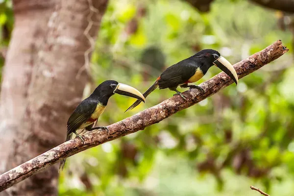 File:Araçari-de-bico-branco (Pteroglossus aracari) - Black-necked Aracari.jpg