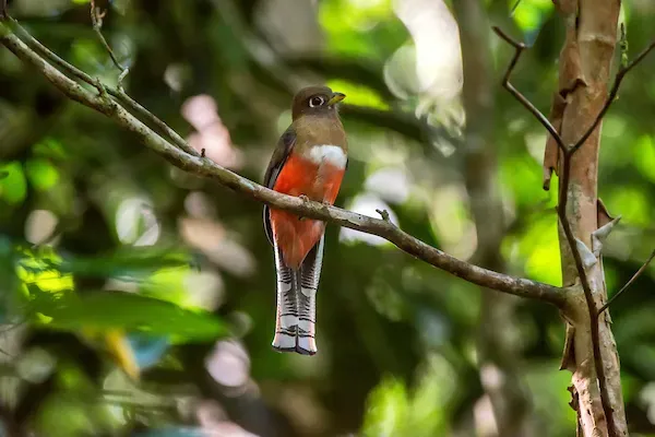 File:Surucuá-de-coleira fêmea (Trogon collaris) - Collared Trogon female.jpg