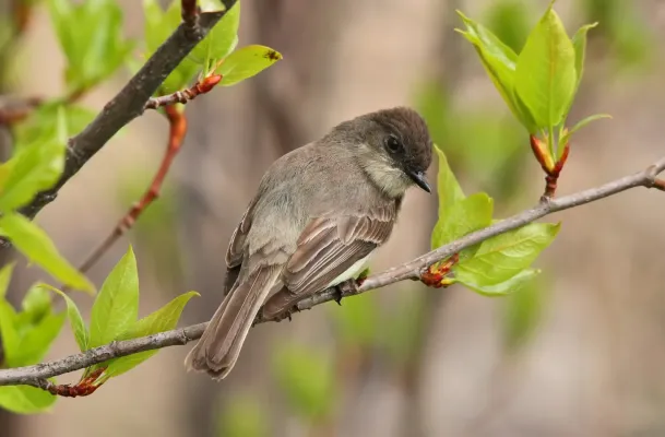 File:Sayornis phoebe CT3.jpg