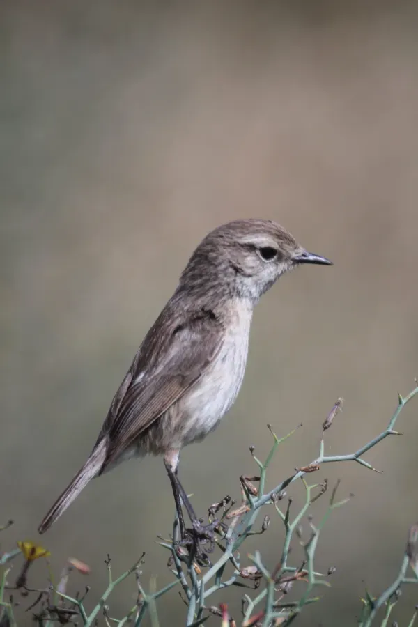 File:Kanarenschmätzer (Weibchen) Canary Islands Stonechat (Female) (Saxicola dacotiae).jpg