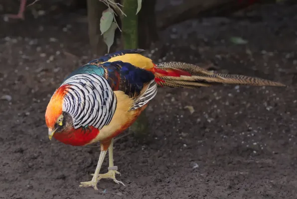 File:Chrysolophus pictusMx2018p2.jpg