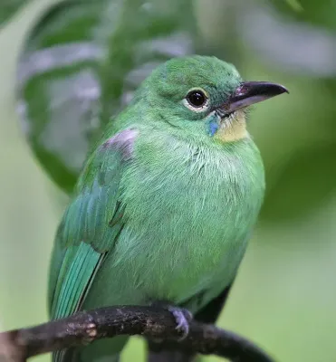 File:Chloropsis sonnerati-20030531.jpg