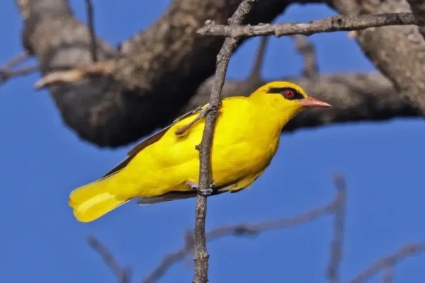 File:African golden oriole (Oriolus auratus notatus).jpg