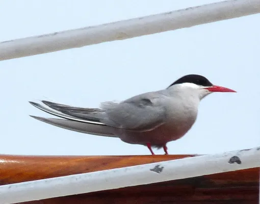 File:Antarctic tern - Sterna vittata.jpg